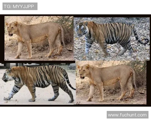 足球明星打架实力对比谁才是真正的拳王与球场之王 足球明星打架实力对比谁才是真正的拳王与球场之王